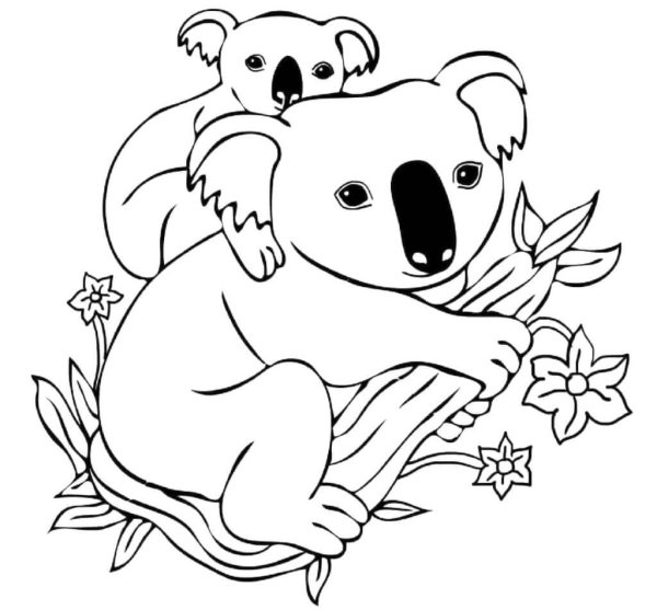 Коала. Раскраска