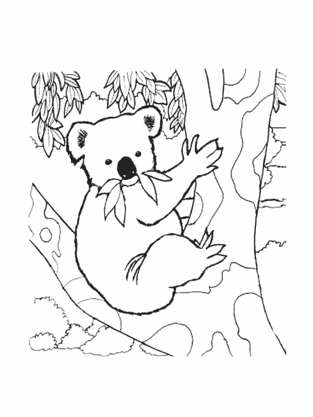 Коала. Раскраска