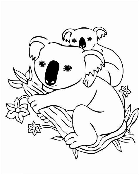 Коала раскраска для детей