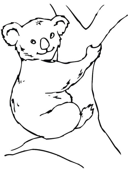 Коала медведь раскраска