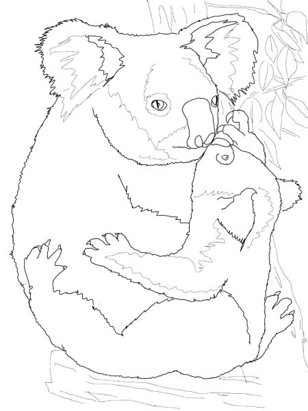 Коала. Раскраска
