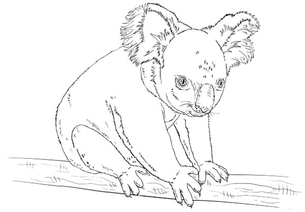 Коала контур