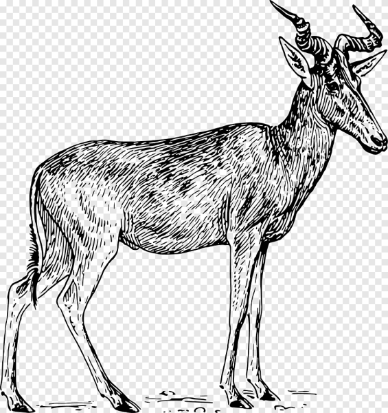 Рисунок вилорог карандашом