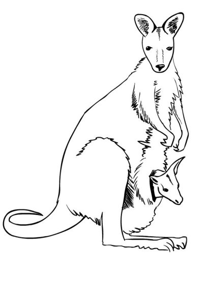 Кенгуру рисунок