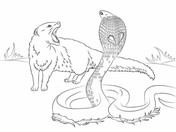 Киплинг Рикки Тикки Тави раскраска