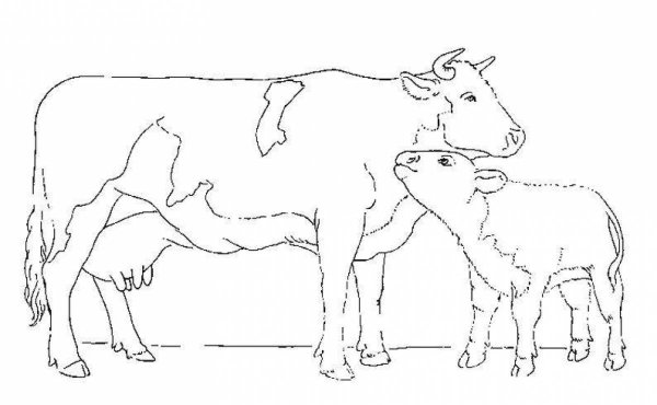 Раскраски домашние животные корова (66 фото)