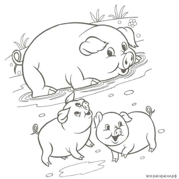 Раскраски животные свинья