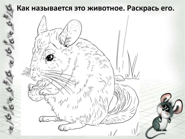 Животные живого уголка рисунок