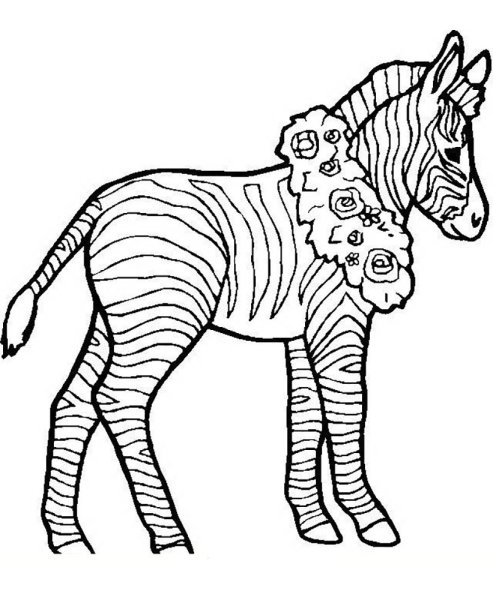 Зебра раскраска