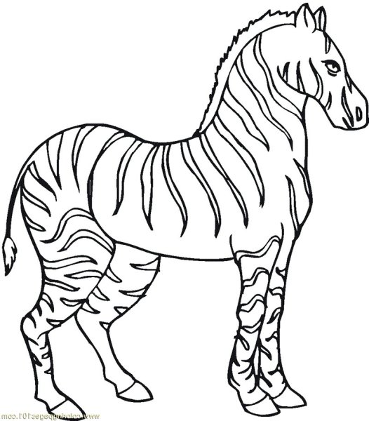 Зебра раскраска