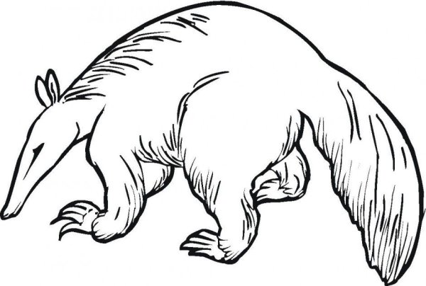 Муравьед раскраска