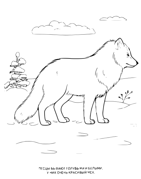 Песец раскраска