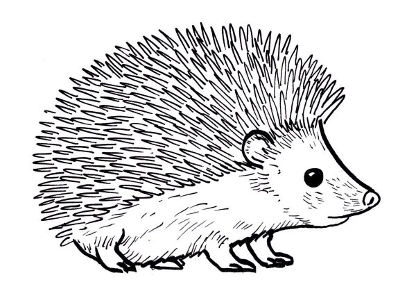 Ежик рисунок