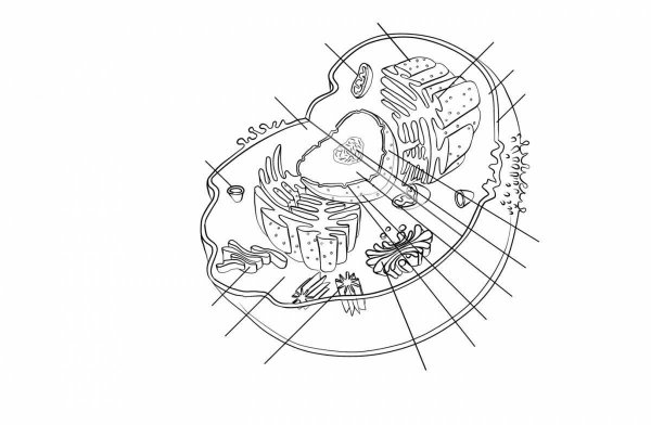 Строение животной клетки чб