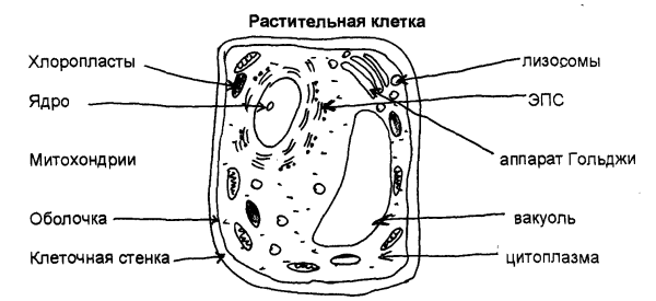 Схема строения клетки растения