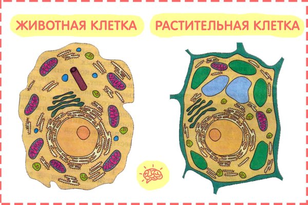 Строение клетки растения и животного рисунок