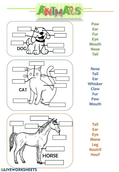 Parts of the body animals задания