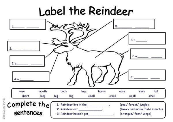 Части тела животных Worksheets