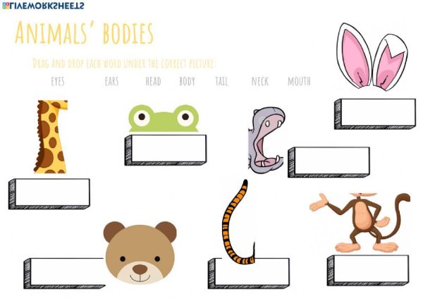 Части тела животных Worksheets
