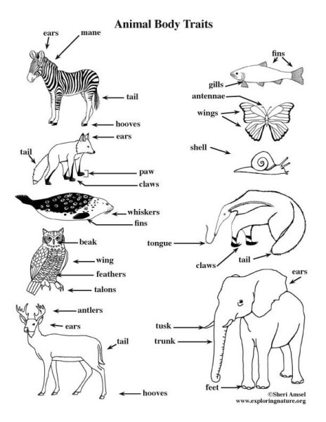 Animal body Parts