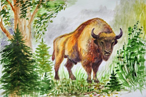 ЗУБР Орловское Полесье рисунок