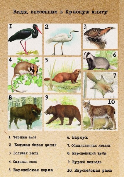 Животные красной книги Республики Беларусь