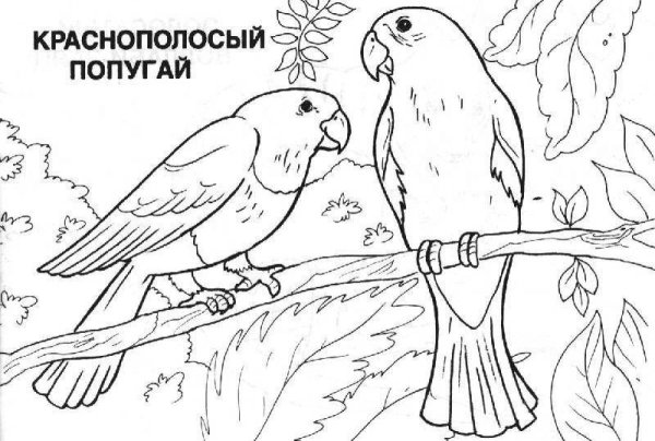 Животные красной книги раскраска