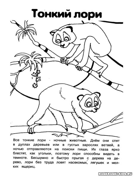 Животные красной книги раскраска