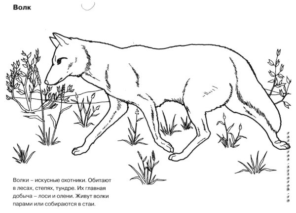 Животные красной книги раскраска