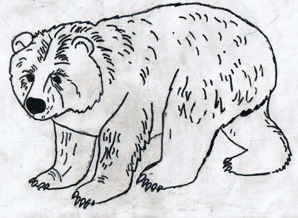 Рисунки животных из красной книги