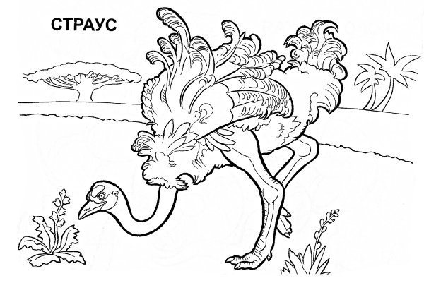 Австралия животных для детей раскраска