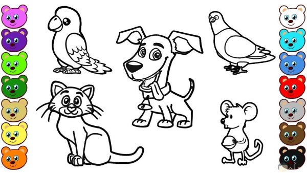 Animals for Kids раскраска