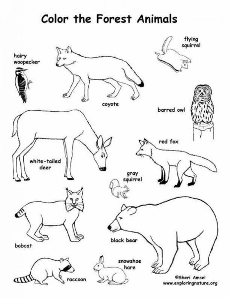 Животные раскраска для детей Worksheets