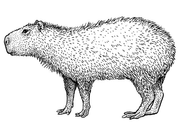 Капибара Illustrator