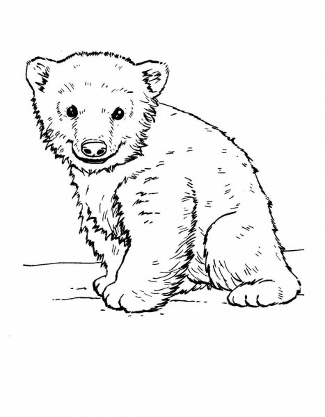 Медведь рисунок