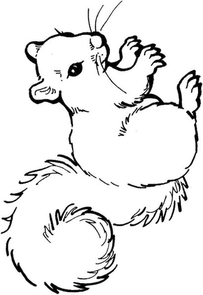 Белка раскраска