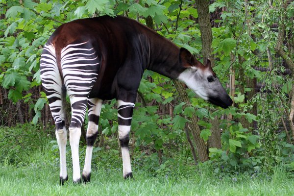 Wildlife species
