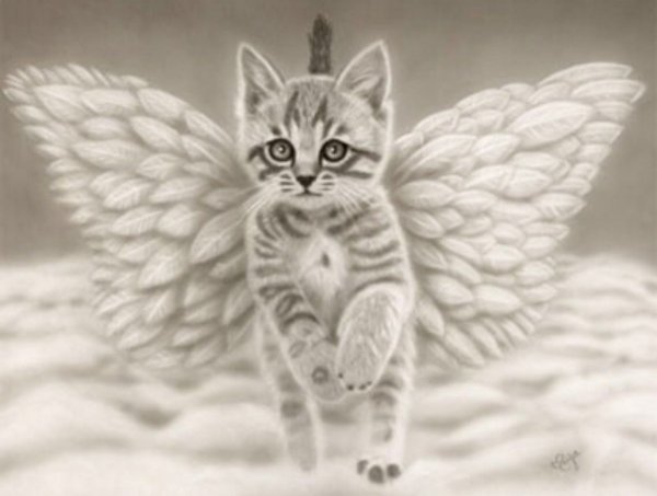 Котенок с крыльями