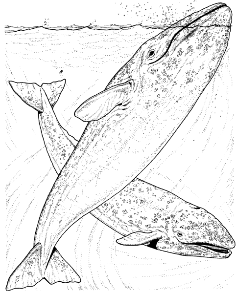 Синий кит раскраска