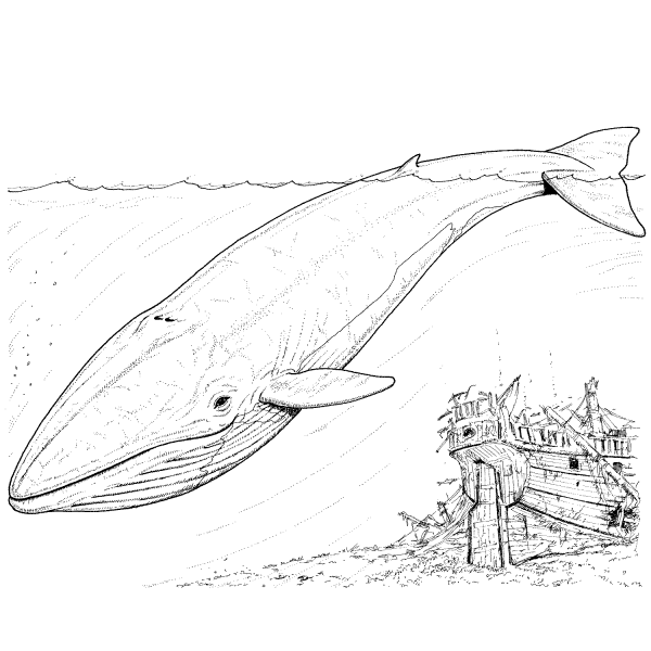 Раскраски животных кит (63 фото)