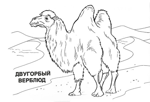 Раскраски животных пустыни