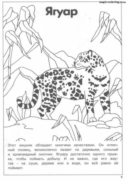 Красная книга раскраска