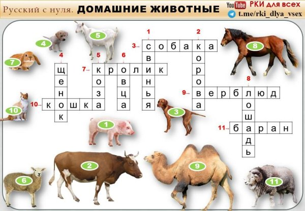 Кроссворд про домашних животных