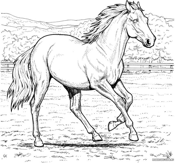 Раскраски животные лошадка (69 фото)
