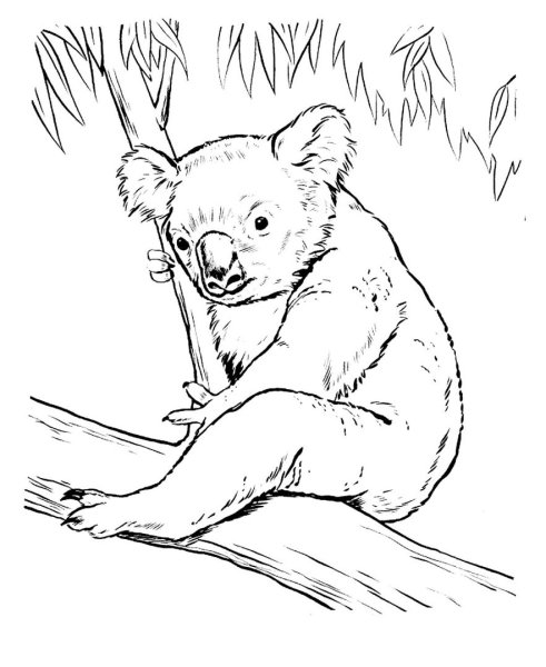 Коала. Раскраска