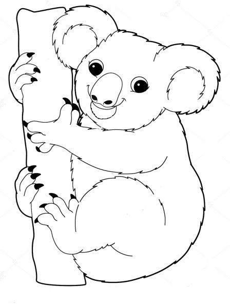 Коала раскраска для детей