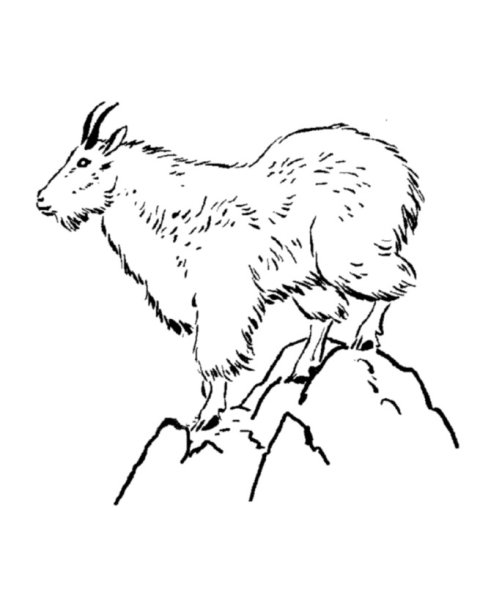 Разукраска горный козёл