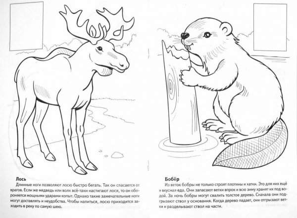 Красная книга раскраска