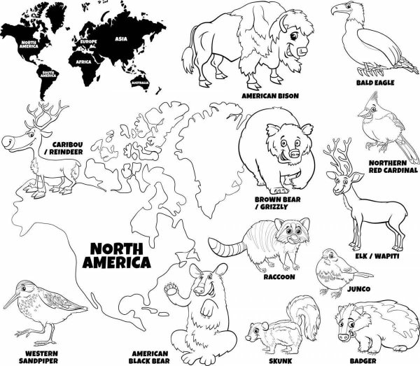 North American animals раскраска