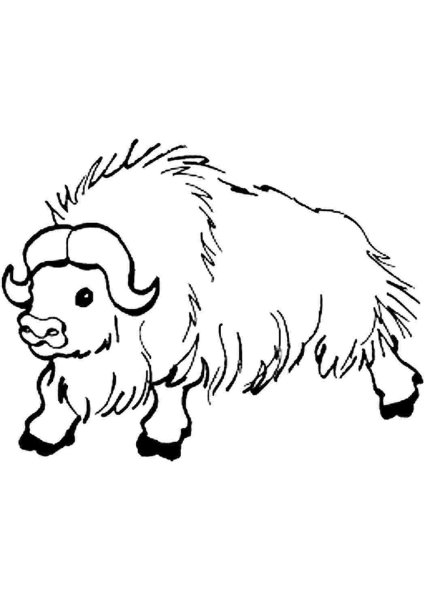 Coloring Sheet Buffel